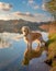 Majestic Golden Retriever Enjoying Nature by the Lake with Sky and Clouds Reflection