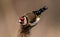 Majestic Goldfinch perched atop a slender with a blurred background
