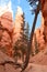 Majestic Gorge In Bryce Canyon Formations Of Hoodos. Geology. Travel.Nature.