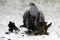 Majestic Goshawk bird perched on a log over dead prey