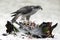 Majestic Goshawk bird perched on a log over dead prey