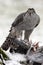 Majestic Goshawk bird perched on a log over dead prey