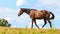 Majestic graceful brown horse in meadow.