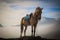 Majestic graceful brown horse stallion on top of a mountain surrounded by clouds and blue sky