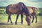 Majestic graceful brown horses in meadow.