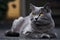 Majestic gray cat with golden eyes, peacefully lounging in serene backdrop