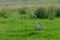 Majestic gray heron (Ardea cinerea) in a field of tall grass