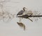 A majestic gray heron is perched on driftwood in a reflective lake