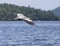 Majestic Great Blue Heron in flight on Lake Dunmore in Vermont
