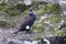 Majestic Great Cormorant perched on a rocky shoreline