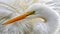 Majestic Great Egret Close up Portrait Showcasing Detailed Feathers and Bright Yellow Eyes