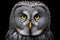 Majestic great gray owl illuminated eyes representing nature s freedom and mystery