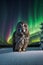 Majestic Great Grey Owl Amidst Northern Lights and Aurora Borealis