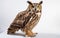 Majestic Great Horned Owl on a White Background -Generative Ai