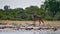 Majestic greater kudu woodland antelope with huge antlers at a waterhole in Kalahari desert, Etosha National Park, Namibia.