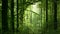 Majestic green beech forest
