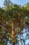 majestic green crown of a pine tree. Beauty and grandeur of nature. With lush foliage and intricate branches, this pine tree is a