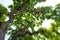 Majestic, green crown of tall, large elm tree with gnarled, twisted branches