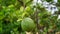 Majestic Green Lemon or Citrus fruit view, with blurred background. Attractive green leaves .