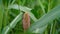 Majestic greenish Millet or sorghum plant, in a farmland with attractive look.