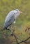 Majestic grey heron Ardea cinerea