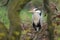 Majestic grey heron Ardea cinerea
