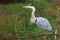 Majestic grey heron Ardea cinerea