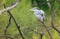 Majestic grey heron Ardea cinerea