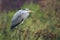 Majestic grey heron Ardea cinerea