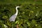 Majestic grey heron standing on swamp in summer nature.