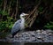 Majestic grey heron stands atop a rocky shoreline, gazing out over the River Cynon