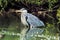 A majestic Grey Heron on a well earned rest