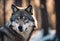 A majestic grey wolf with piercing blue eyes stands gracefully in the snow.