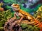 Majestic Guardian: The Bearded Dragon in the Tropical Rainforest