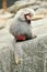 Majestic hamadryas baboon in captivity