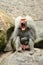 Majestic hamadryas baboon in captivity