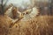 Majestic Hawk in Flight over Autumn Fields Detailed Wildlife Photography with Copy Space