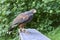 Majestic hawk perched atop a wooden park bench.