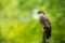 Majestic hawk perching on a dead tree