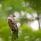 Majestic hawk perching on a dead tree