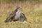 Majestic hawk with pheasant