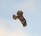 Majestic hawk soaring through the air, its wings spread out against a moody grey sky