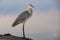 Majestic heron perched on a shoreline boulder