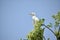 Majestic Heron Perched on Vibrant Green Branch