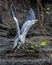 Majestic heron at a rocky cliff overlooking the River Cynon, its wings spread