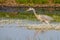 Majestic heron stands on lush green grass beside a tranquil lake.