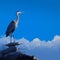 Majestic heron stands tall, silhouetted against the deep blue sky