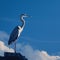 Majestic heron stands tall, silhouetted against the deep blue sky