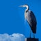 Majestic heron stands tall, silhouetted against the deep blue sky