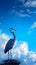 Majestic heron stands tall, silhouetted against the deep blue sky